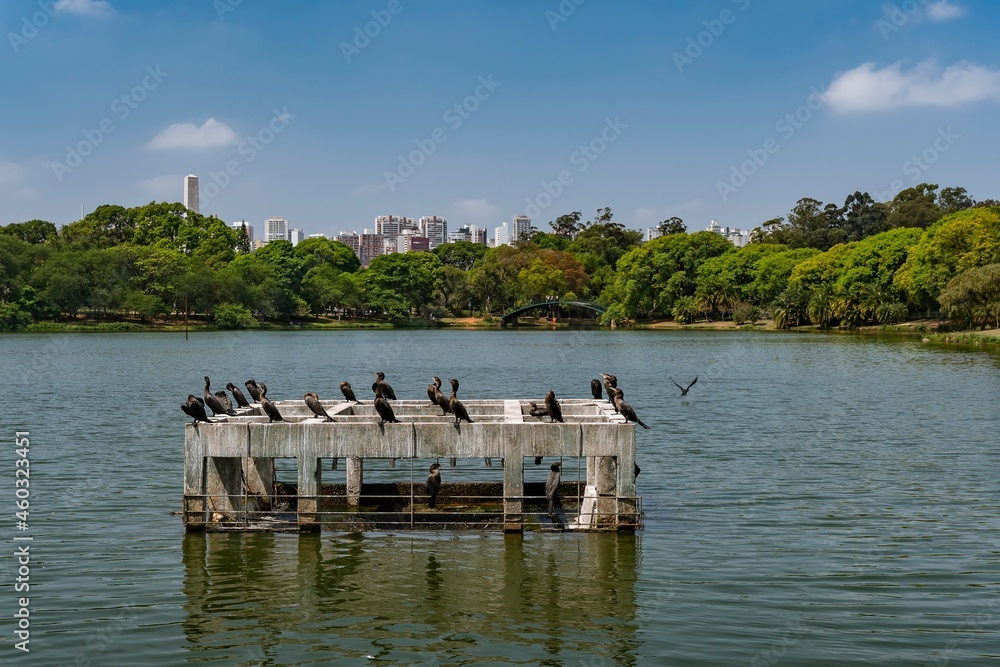 Ibirapuera Park in São Paulo. Several cormorant birds sunbathing on a concrete structure in the lake. Natural landscape with the city in the background and the blue sky. Ibirapuera Park in São Paulo. Several cormorant birds sunbathing on a concrete structure in the lake. Natural landscape with the city in the background and the blue sky.