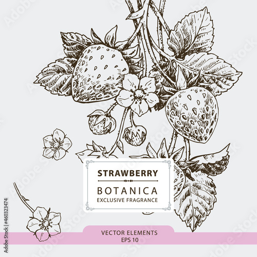 Strawberries, hand drawn illustration, vector elements	