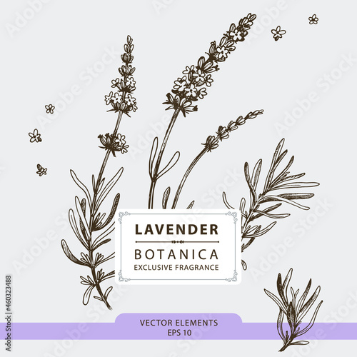 Lavender flowers, hand drawn illustration, vector elements	
