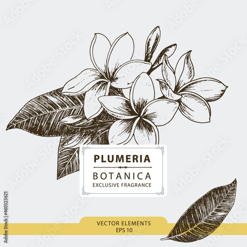 Plumeria flowers, Frangipani, hand drawn illustration, vector elements	