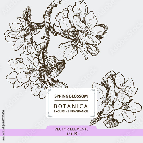 Spring blossom, hand drawn illustration, vector elements	