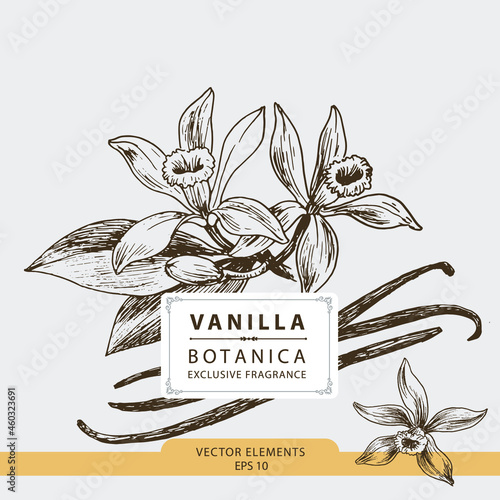 Vanilla flowers, hand drawn illustration, vector elements	