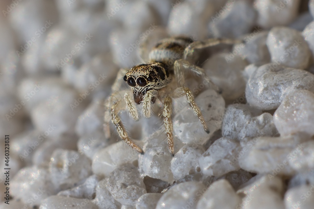 Fototapeta premium zebra spider on the wall