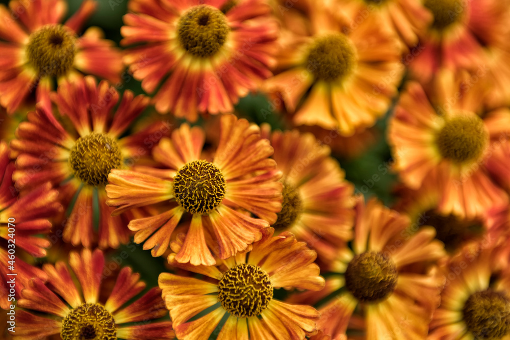 Orange and yellow Helenium Short and Sassy Orange and yellow Helenium Short and Sassy