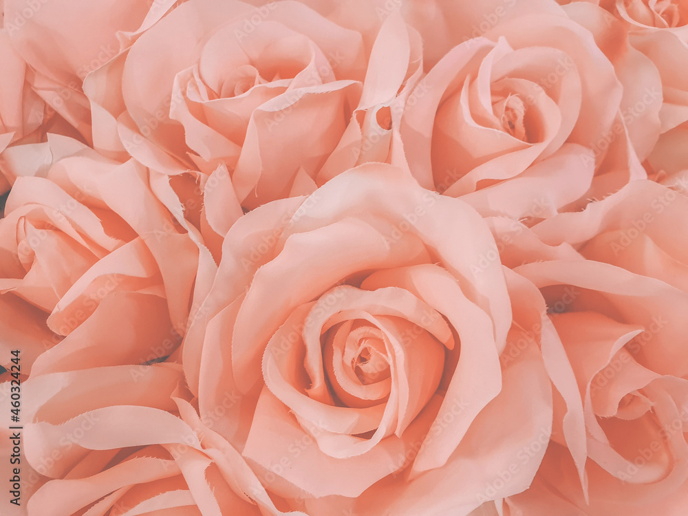 Close up pink roses floral background.