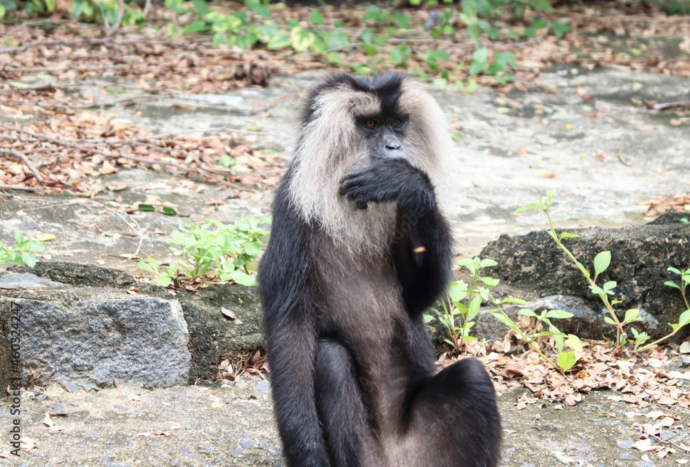Obraz premium Lion tailed macaque monkey’s reactions