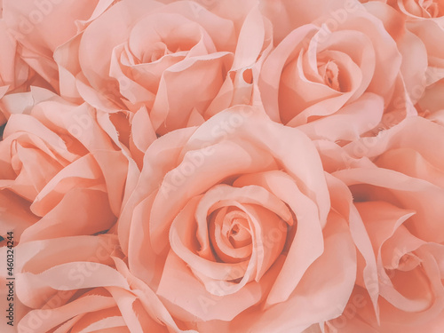 Close up pink roses floral background. © boe