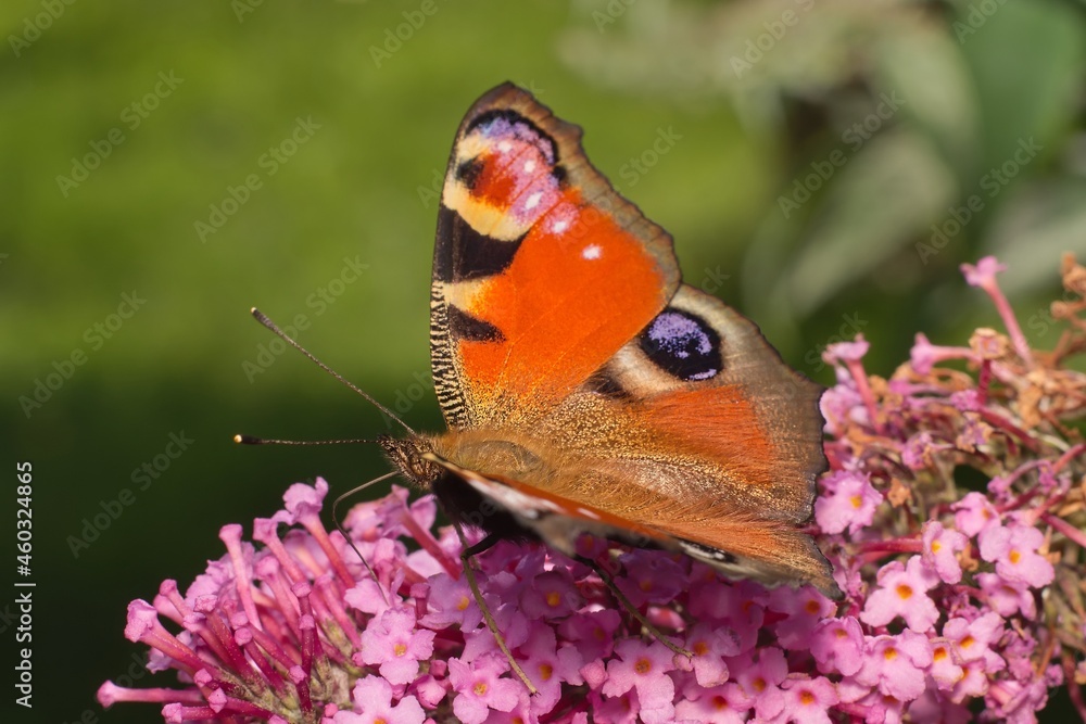 Obraz premium European peacock butterfly on flower