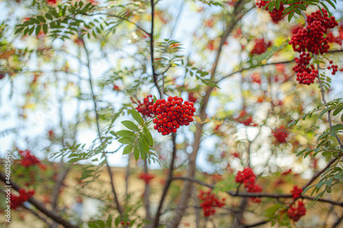 Mountain rowan red ash branch berries on blurred green background. Autumn harvest still life scene. Soft focus backdrop photography. Copy space.