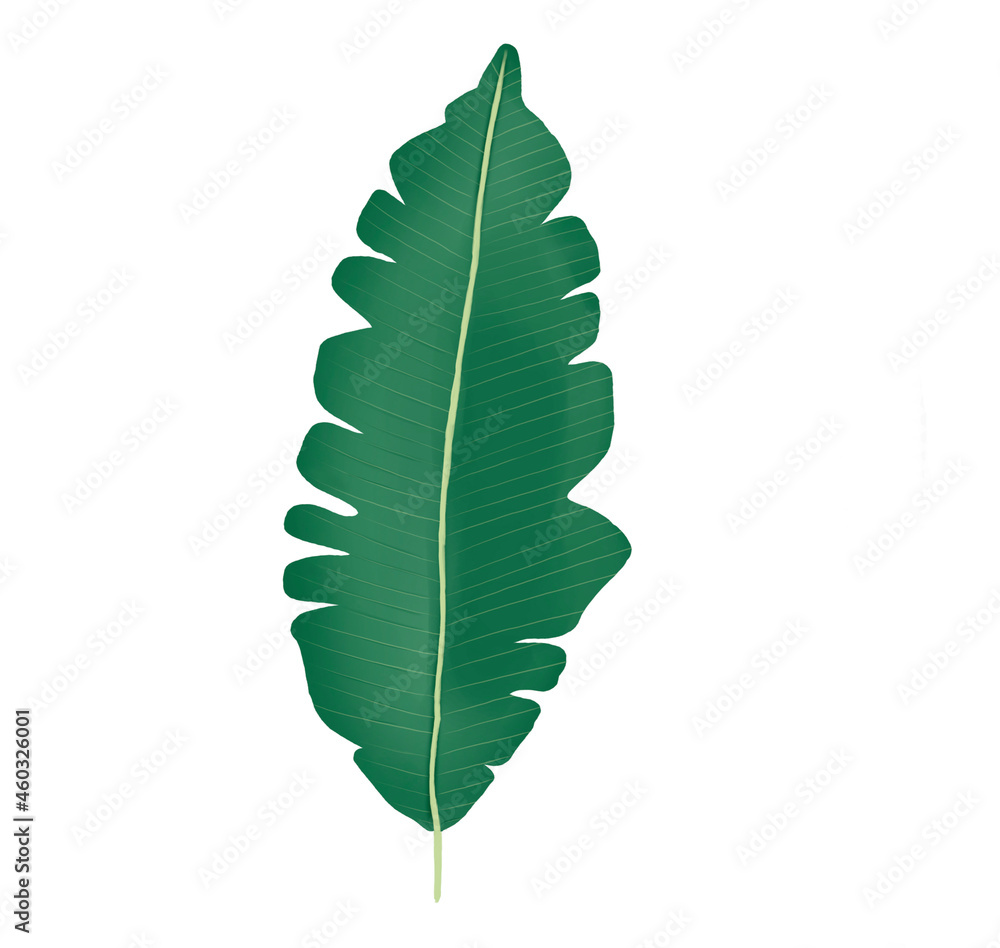 A set of tropical leaves Exotic Nature Leaves Plants Surrounding world A set of tropical leaves Exotic Nature Leaves Plants Surrounding world