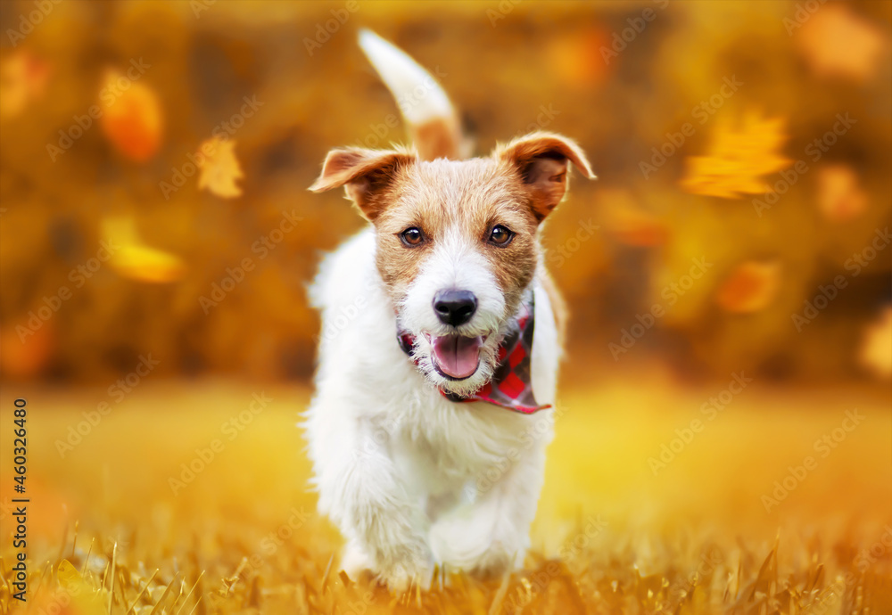 Funny happy cute smiling pet dog puppy walking in the grass. Orange red autumn fall background.