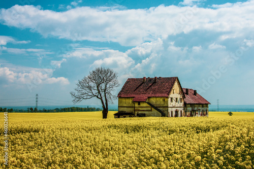 old house in rape field in Poland