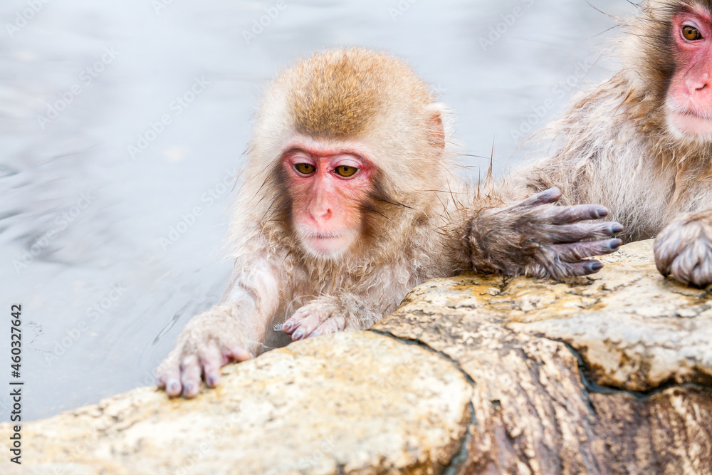 Naklejka premium Group of snow monkeys sitting in a hot spring at Jigokudani Yaen-Koen, Nagano Prefecture, Japan.