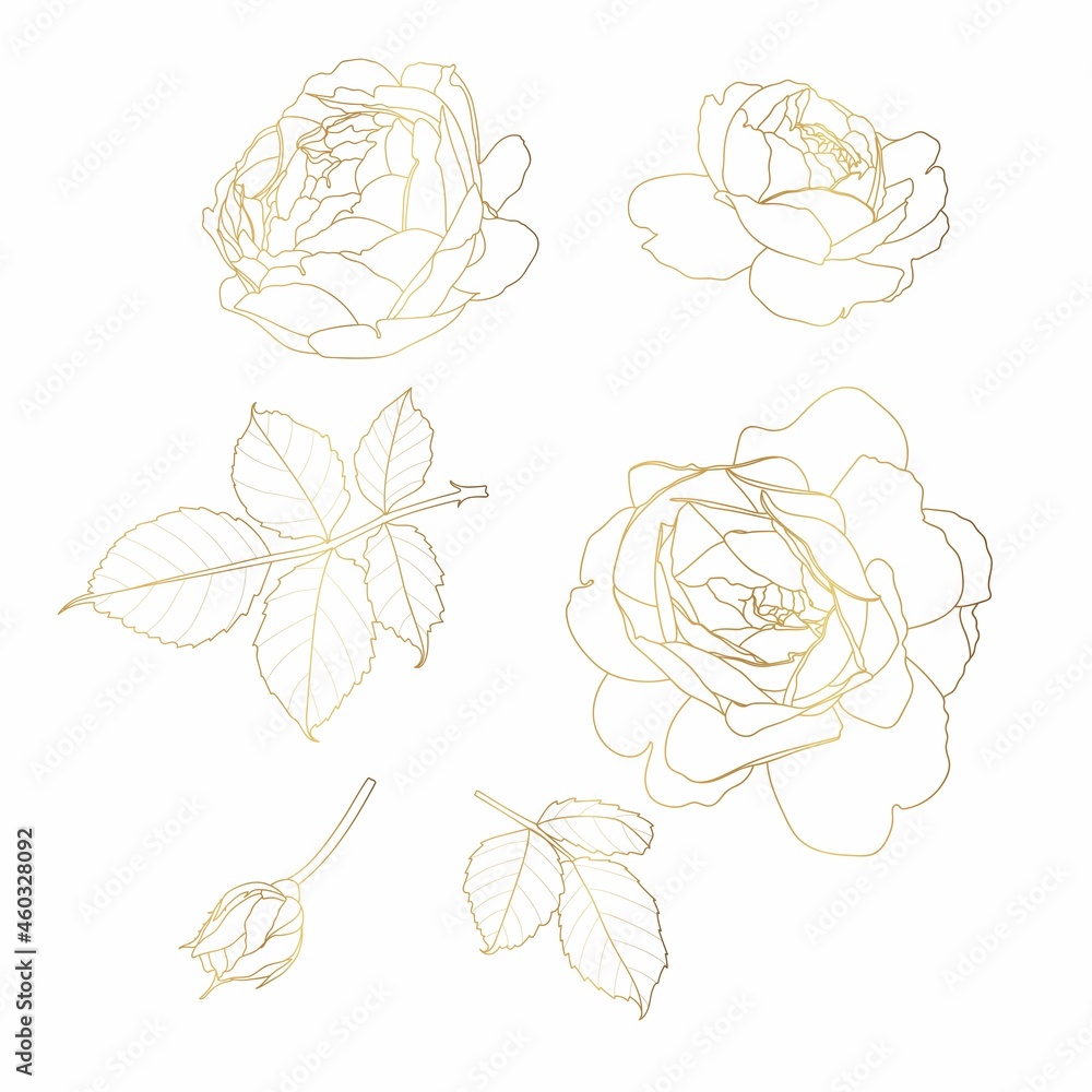 Set with golden roses flowers and leves isolated on white background. 