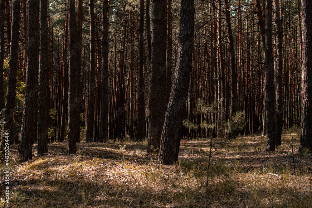 Fototapeta premium forest in autumn
