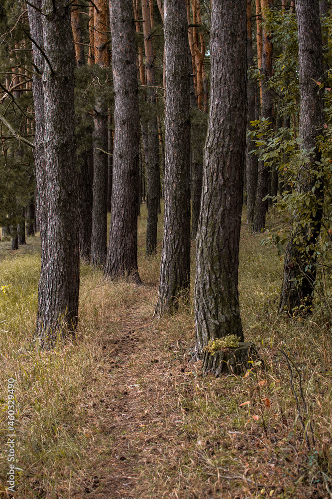 path in autumn forest path in autumn forest
