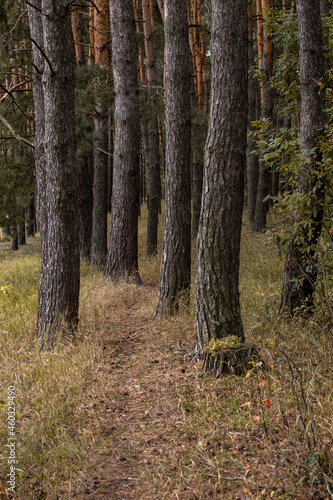path in autumn forest © Yariktimuch