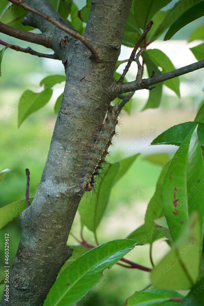 Pest control, gypsy moth larvae