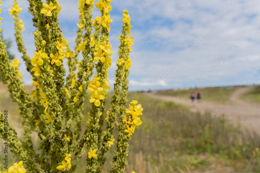 Dziewanna drobnokwiatowa (Verbascum thapsus L.)
Chwast na łące.