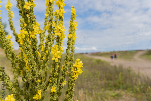 Obraz na płótnie Dziewanna drobnokwiatowa (Verbascum thapsus L.)
Chwast na łące. w salonie