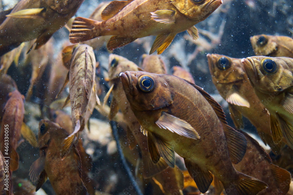 Fototapeta premium A lot of Japanese rockfish are swimming around.
