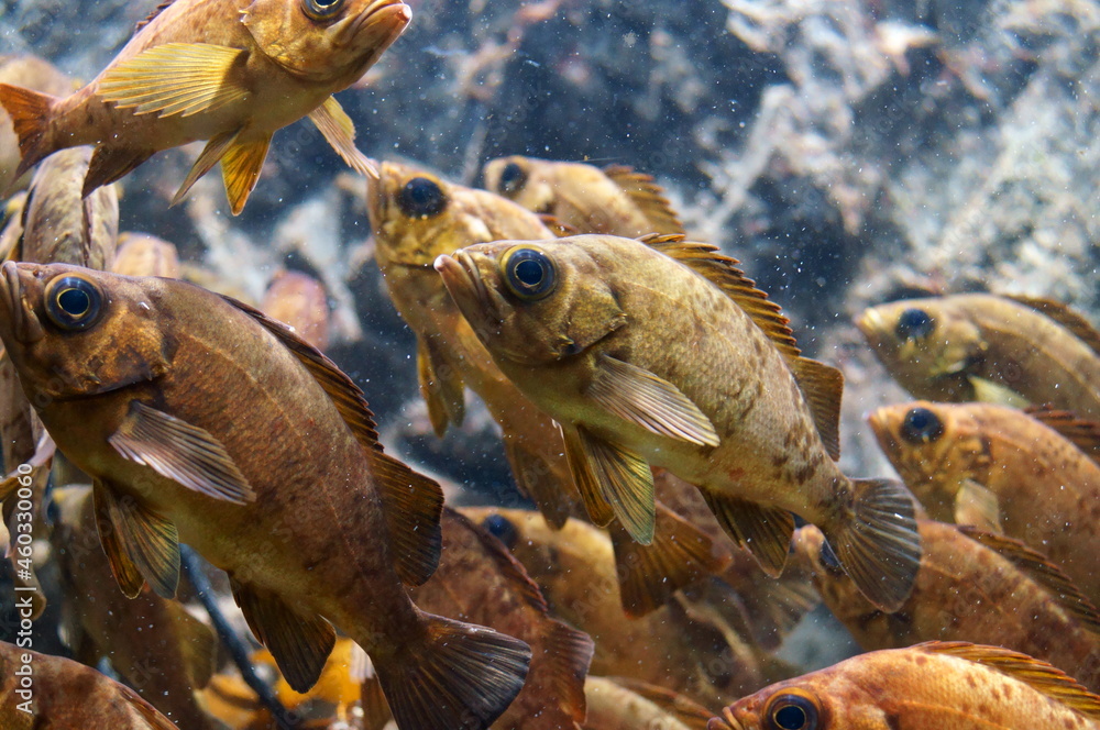 A lot of Japanese rockfish are swimming around. A lot of Japanese rockfish are swimming around.