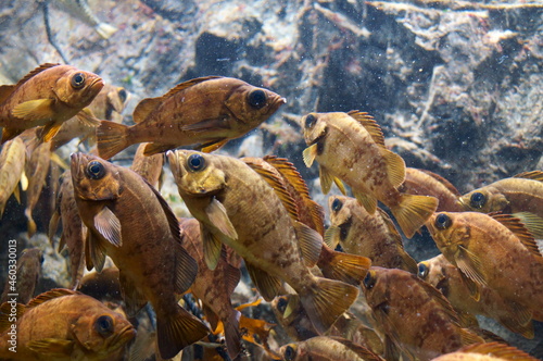 A lot of Japanese rockfish are swimming around. photo