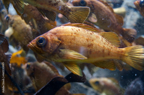 A lot of Japanese rockfish are swimming around. photo