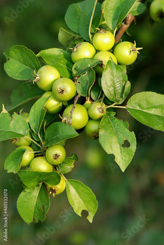 European crab apple-forest apple