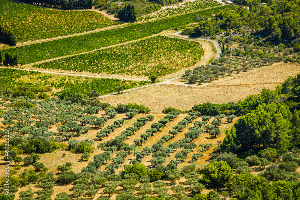 Scenic view of olive trees groves in the valley of Les Baux de Provence, France