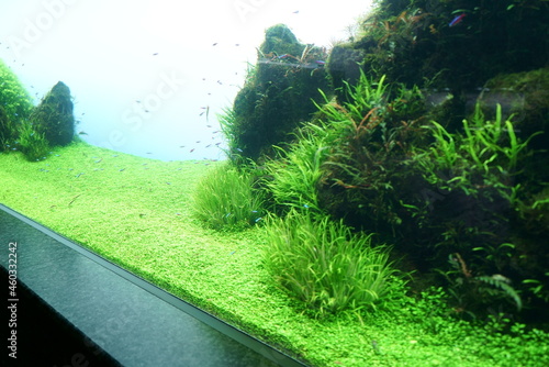 Fototapeta Naklejka Na Ścianę i Meble -  Beautiful green aquarium and tropical fish