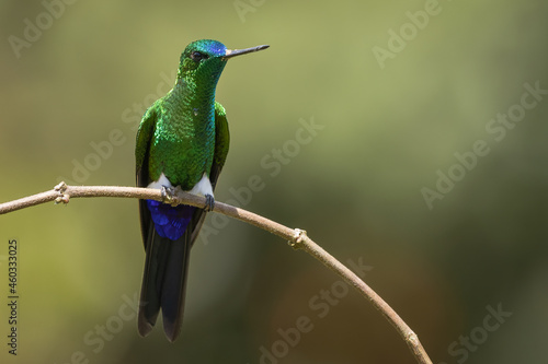 Sapphire-vented Puffleg perched on a branch © Wim
