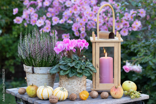 Gartendekoration mit pink Alpenveilchen, Heidekraut und Holzlaterne photo