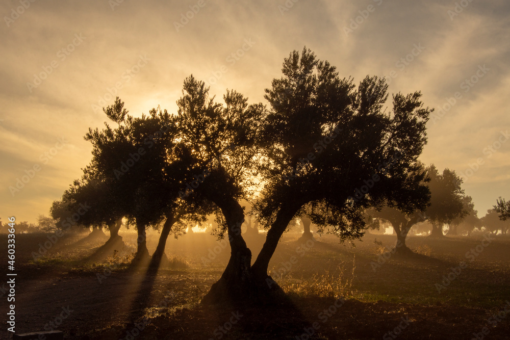 Obraz premium Olivar al amanecer con niebla invernal