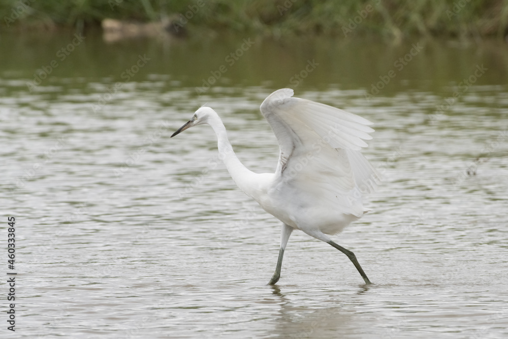 Egrets waking in the shallow lagoon.White birds fishing in the lake.Nature wildlife image on the outdoor park. Egrets waking in the shallow lagoon.White birds fishing in the lake.Nature wildlife image on the outdoor park.