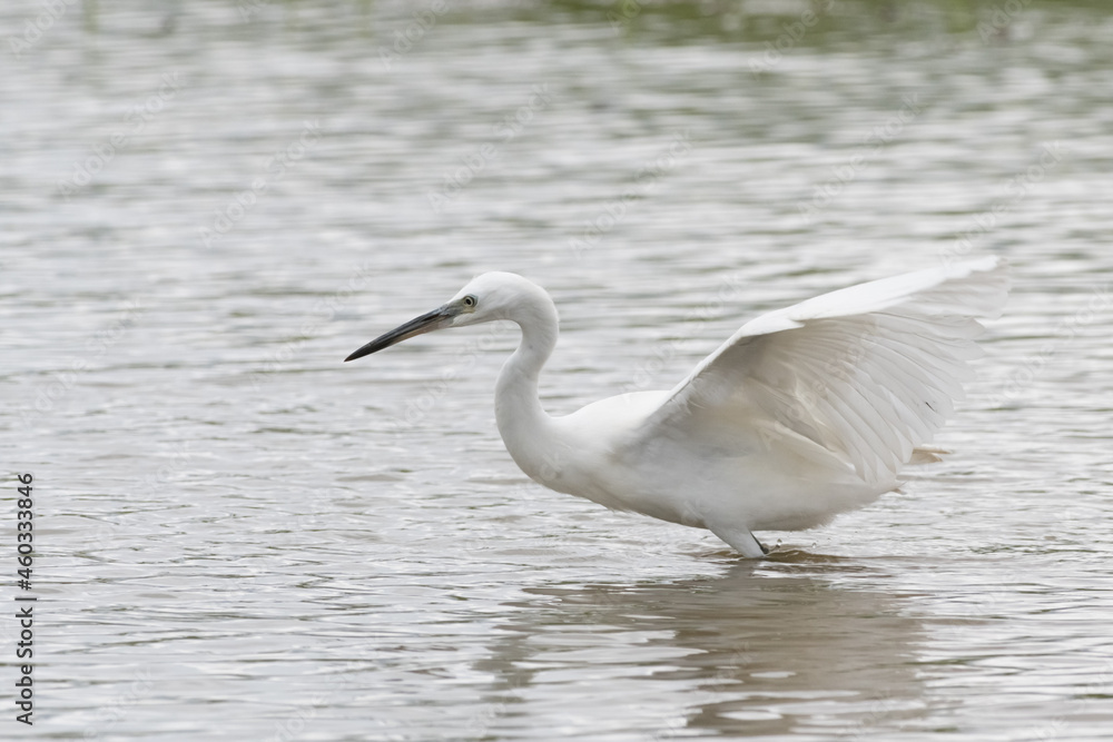 Egrets waking in the shallow lagoon.White birds fishing in the lake.Nature wildlife image on the outdoor park. Egrets waking in the shallow lagoon.White birds fishing in the lake.Nature wildlife image on the outdoor park.