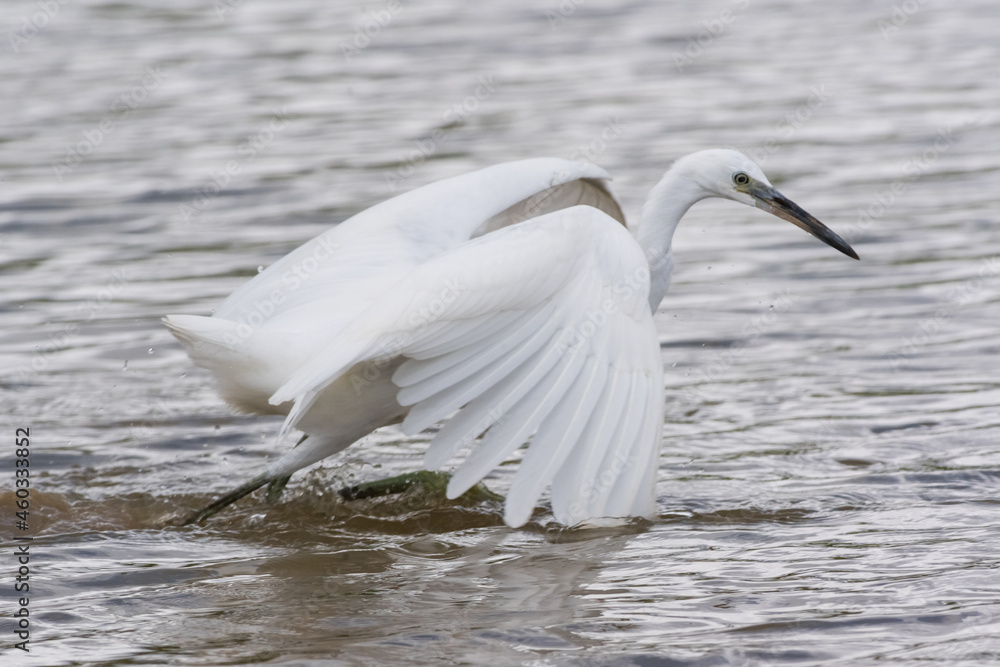Fototapeta premium Egrets waking in the shallow lagoon.White birds fishing in the lake.Nature wildlife image on the outdoor park.