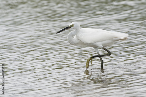 Egrets waking in the shallow lagoon.White birds fishing in the lake.Nature wildlife image on the outdoor park.