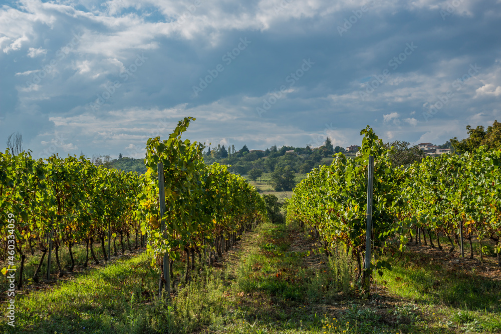 Naklejka premium vignoble