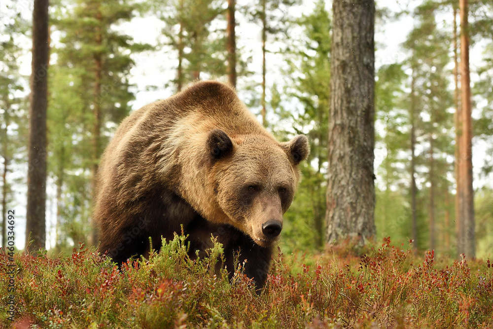 European brown bear in the forest scenery
