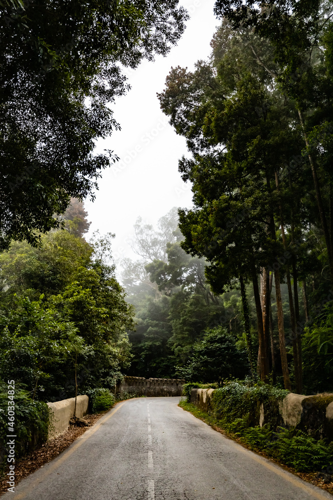 Dark rainy landscape with a forest road