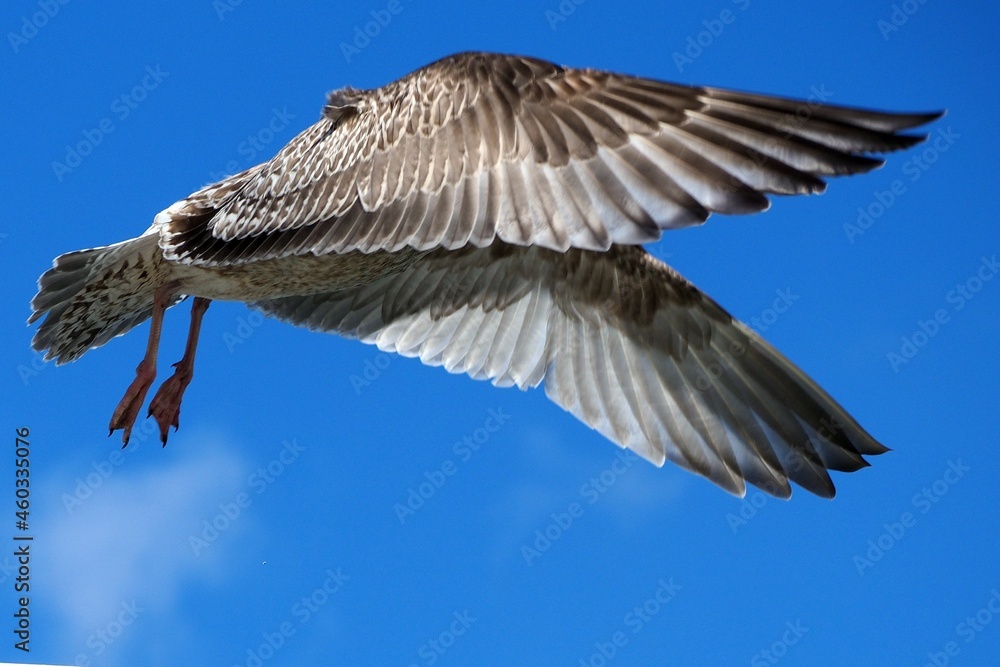 Fototapeta premium Möwe im Flug