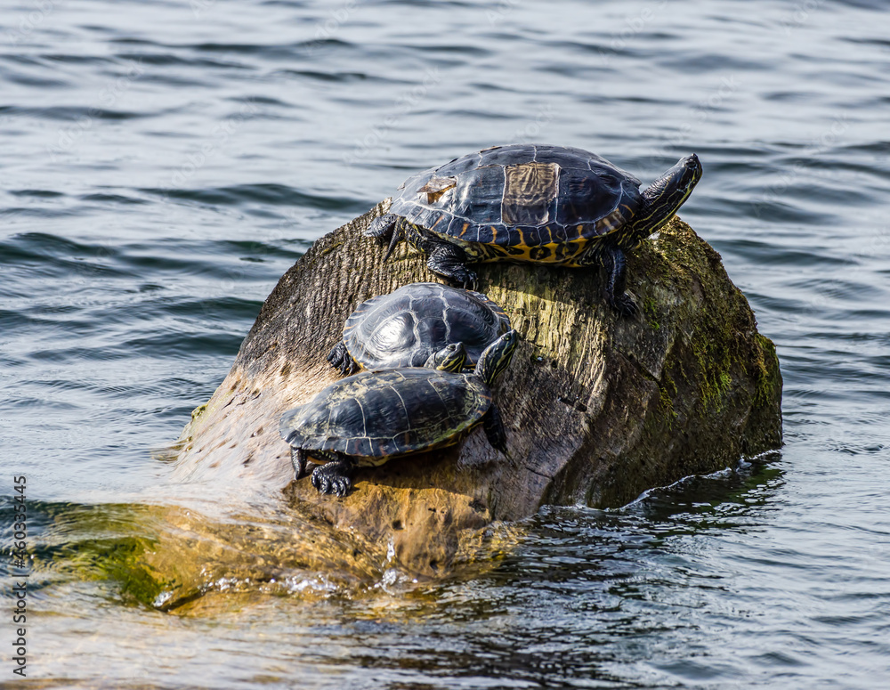 Fototapeta premium Log And Turtles Macro