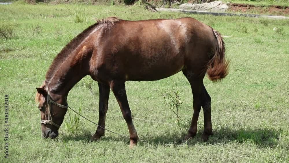 A brown-red domesticated horse is eating the green grass of the field. Asian cross-breeding horse. A brown-red domesticated horse is eating the green grass of the field. Asian cross-breeding horse.