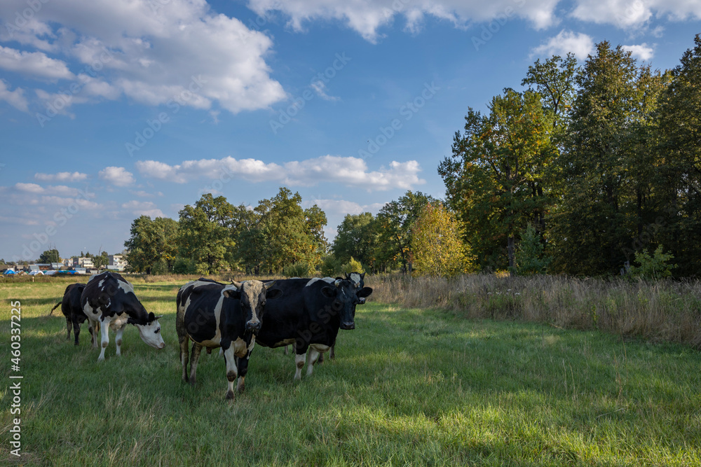 Cows grazing on a sunny meadow in summer. Cows grazing on a sunny meadow in summer.
