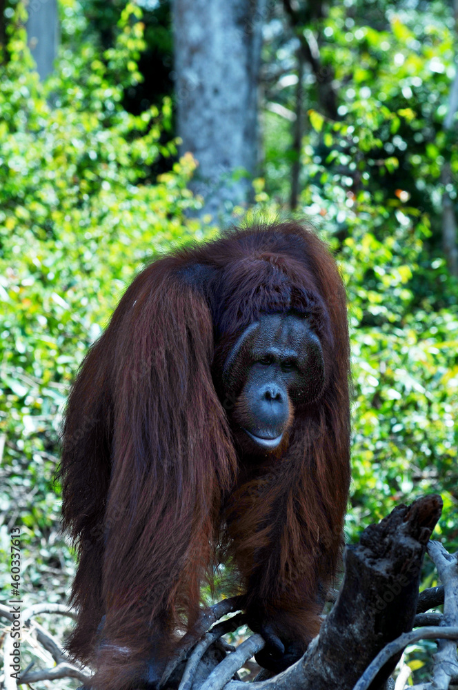A single adult male Borneo orangutan 