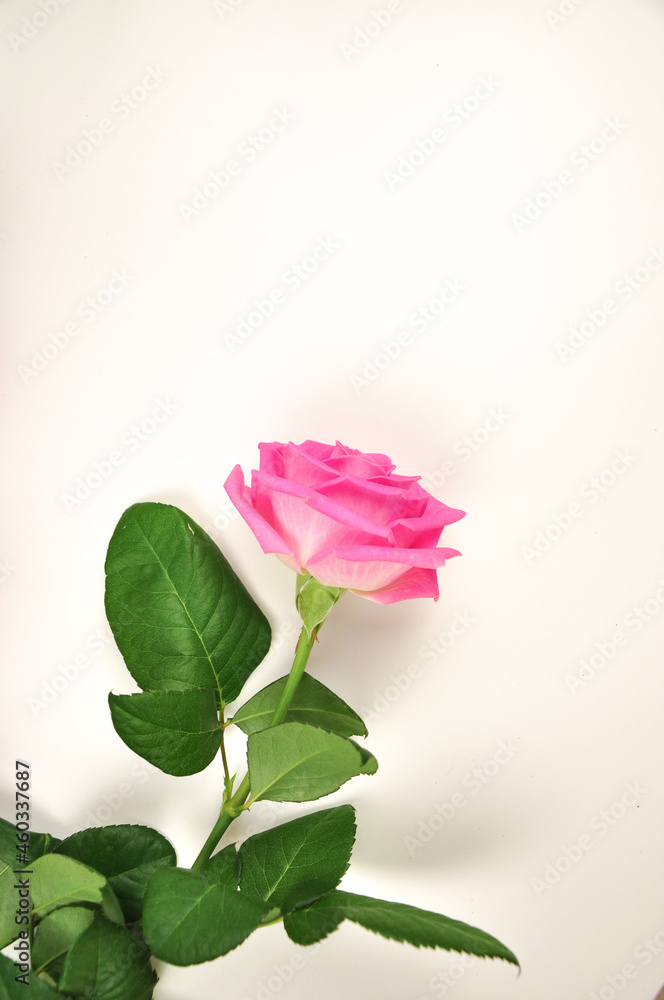 Obraz premium One pink rose on white background copy space 