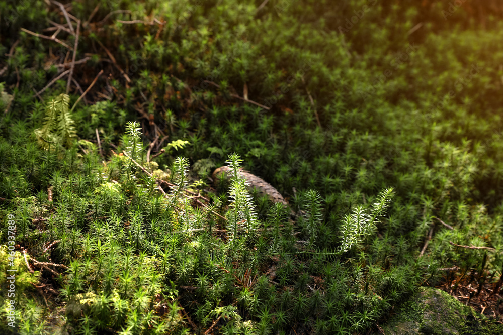 Bright green moss, closeup view. Forest vegetation Bright green moss, closeup view. Forest vegetation