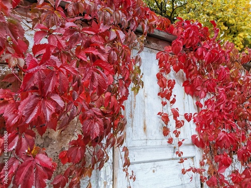 red autumn leaves on a fence