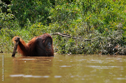 An orangutan enjoy taking a wash in the river. photo